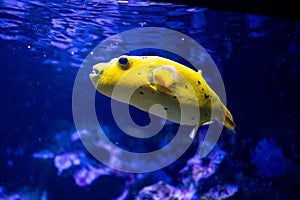 Star pufferfish, yellow star puffer fish or lemmon coloured pufferfish - Arothron Meleagris Citrinellus - in Aquazoo Dusseldorf