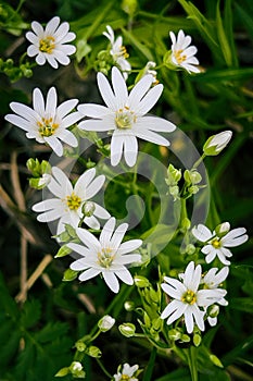 Star shape white wildflowers on a meadow