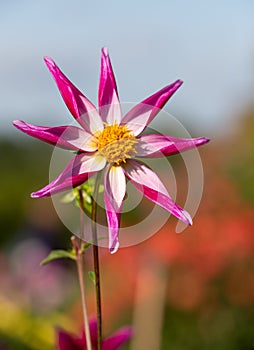 Star shaped dahlia flowers by name Midnight Star, photographed against a clear blue sky at the RHS Wisley garden, Surrey UK