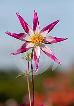 Star shaped dahlia flowers by name Midnight Star, photographed against a clear blue sky at the RHS Wisley garden, Surrey UK