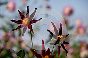 Star shaped dahlia flowers by name verrone`s obsidian, photographed against a clear blue sky at the RHS Wisley garden, Surrey UK