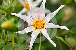 Star shaped dahlia Honka Fragile white bloom in garden. Bokeh