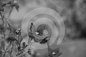 Star shaped flower with blurred background photo