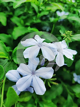 This star-shaped flower with the Latin name Plumbago Auriculata.