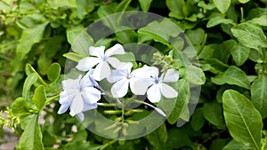 This star-shaped flower with the Latin name Plumbago Auriculata is blooming in the wind during the day.