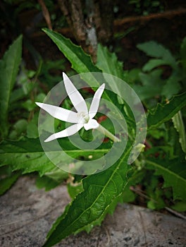 Star-shaped flowers with pure white leaves and a green background grow wild on the side of rural roads