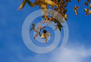 Canopy of American sweetgum Liquidambar styraciflua leaves in autumn against a blue sky photo