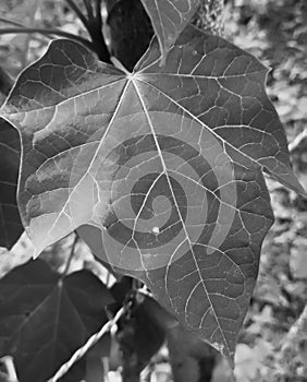 A star-shaped leaves in the dark forest