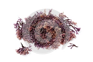 Star shaped moss seaweed