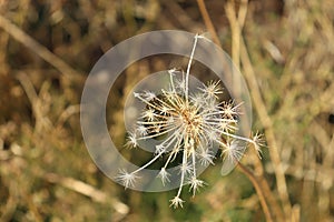 Star-shaped prairie plant seed photo