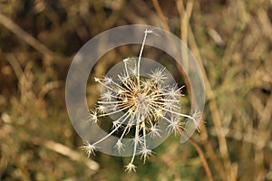 Star-shaped prairie plant seed photo