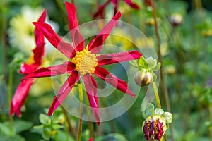 Star shaped red Dahlia Honka Surprise with yellow eye