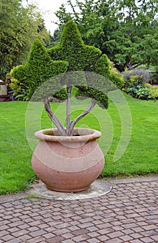 Star shaped topiary plant
