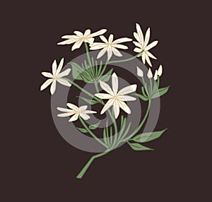 Star-shaped white jasmine flowers with eight petals. Blossomed branch with unblown buds of Indian jasmin. Floral element