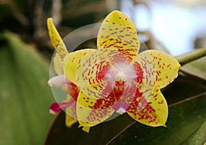 Star shaped yellow orchid