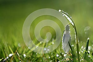 Star sparkle snowdrop flower in morning dew