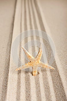 Star sticking out in the sand