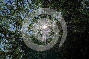 Star sun between bamboo leaves during hiking to the top of mountain plateau at Phu Kradueng National Park