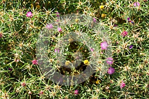 Star-thistle Centaurea. Cape Espichel. Portugal