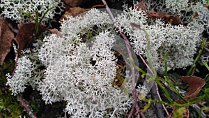 Star-tipped Reindeer Lichen. Beautiful air moss grows in a forest among other forest vegetation. Cladina stellaris. White reindeer