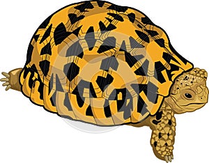 Star tortoise