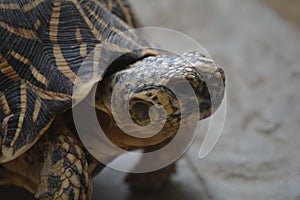 Star Tortoise close up of head