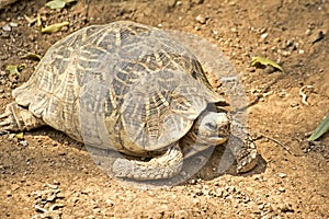Star tortoise