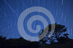 Star trail night sky with tree, Hong Kong