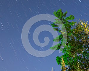 Star trails on a beautiful clear summer night with pine trees - long exposure taken off Hungry Jack Lake on the Gunflint Trail in