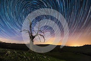 Star trails, circumpolar, over a dead tree