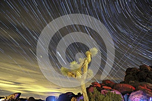 Star trails and Joshua tree in California