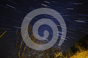 Star trails and leafless tree