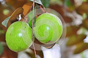 Starapple fruit in the tree