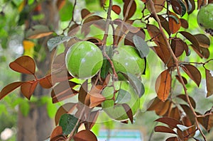 Starapple fruit in the tree