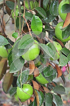 Starapple fruit in the tree