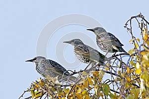 Starbird, Sturnus vulgaris, on the twigs of a birch