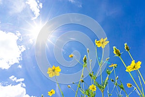 Starburst flowers. Low perspective. There are gods and blue sky,yellow