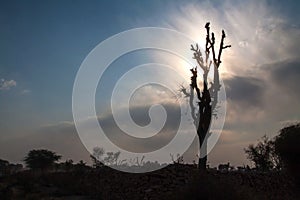 Starburst sunrays Barren Tree Silhouette Stone Hedge clouds Blue Sky