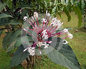 Close-up of Starbust Bush or Glorybower Flowers