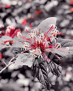 starbust bush& x28; Clerodendrum quadriloculare& x29;