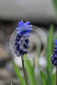 Common grape hyacint Muscari neglectum, dark-blue, urn-shaped flowers in close-up photo