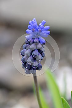 Common grape hyacint Muscari neglectum, dark-blue, urn-shaped flowers photo