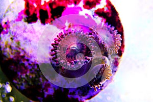 Stardust - Zoanthus polyps colony coral in reef aquarium tank photo