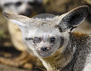 Stare of the bat-eared fox Otocyon megalotis