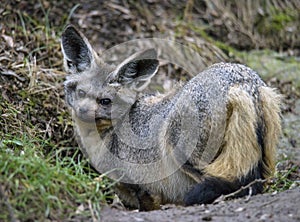 Stare of the bat-eared fox Otocyon megalotis