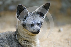 Stare of the bat-eared fox Otocyon megalotis in ZOO in Pilsen