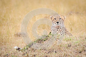 Stare of a cheetah during the wildebeest migration