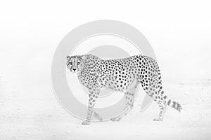 Stare down of a cheetah, Etosha National Park, Namibia