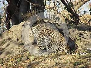 Stare of a Leopard