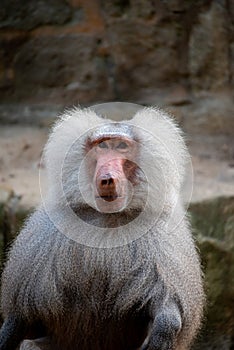 stare of a monkey